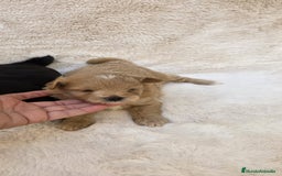 Pomapoo perros en venta: Pomapoo  - Imagen 1