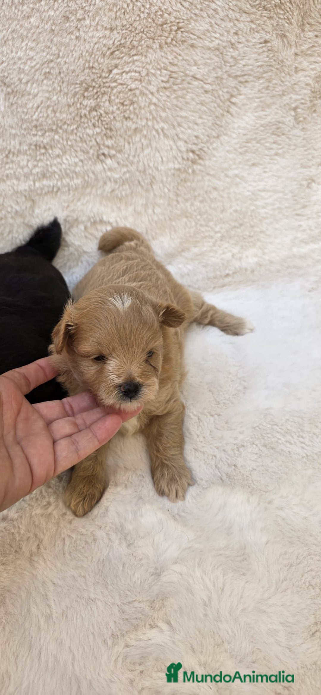 Pomapoo perros en venta: Pomapoo  - Imagen 1