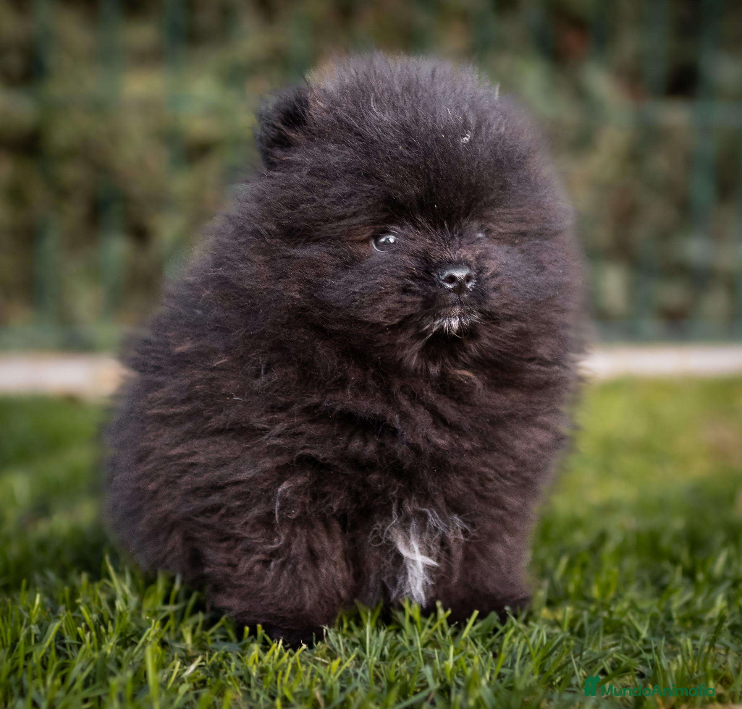 Pomerania perros Pomerania Toy macho negro  - Anuncio 2
