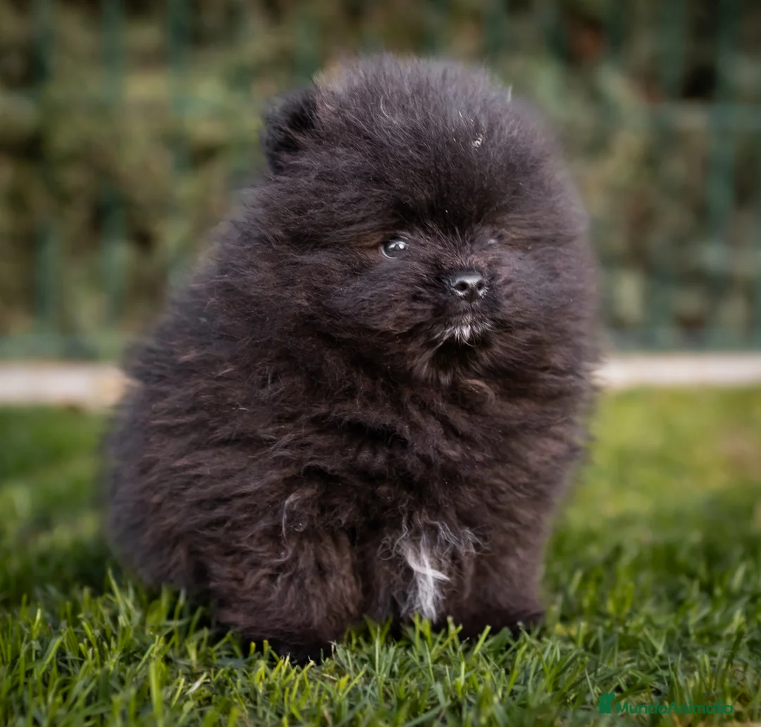 Pomerania perros en venta: Camada Pomerania Toy - Anuncio 7