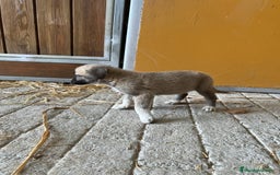 Mastín Español perros en venta: Mastina español  - Imagen 5