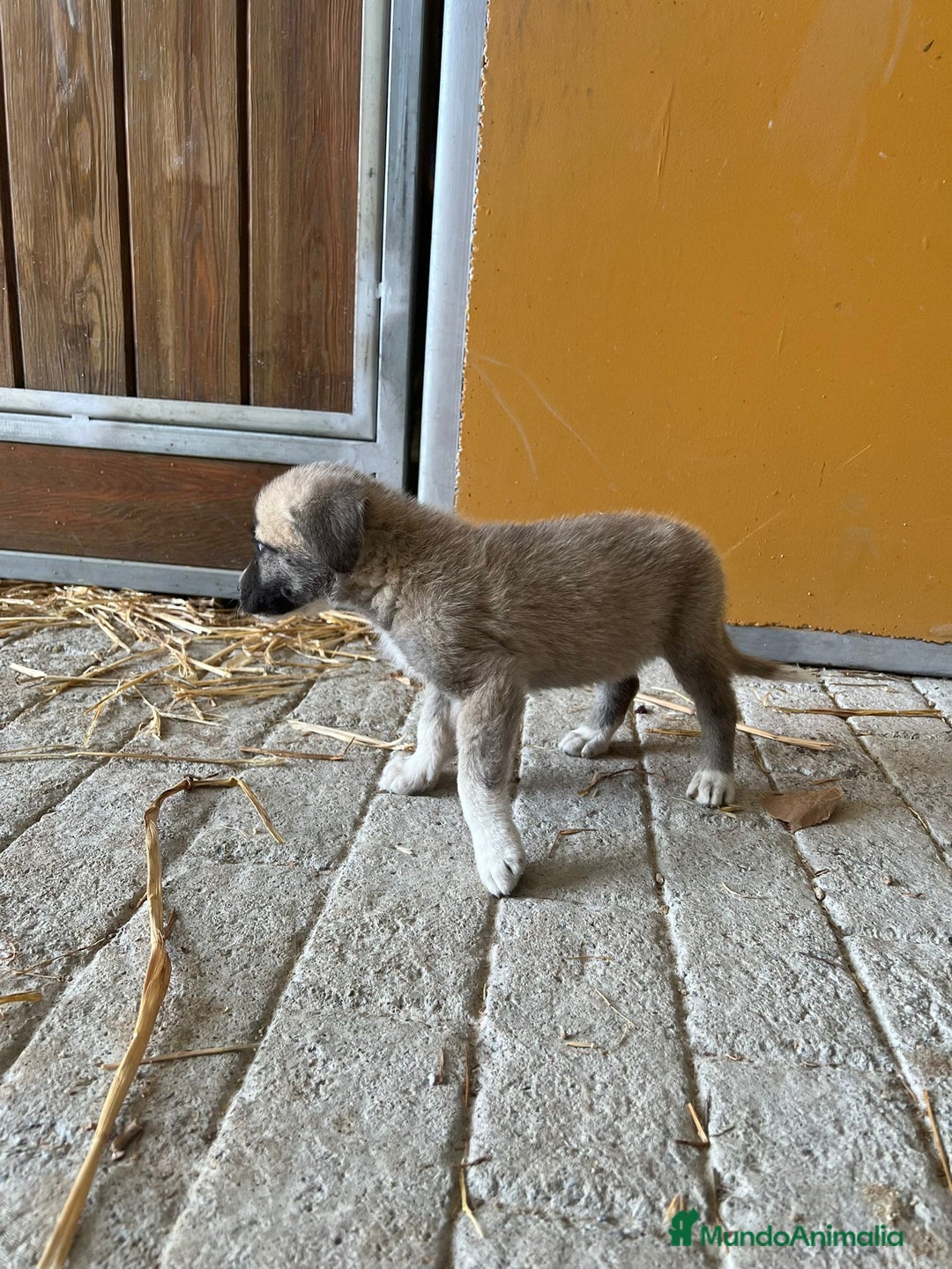 Mastín Español perros en venta: Mastina español  - Imagen 5