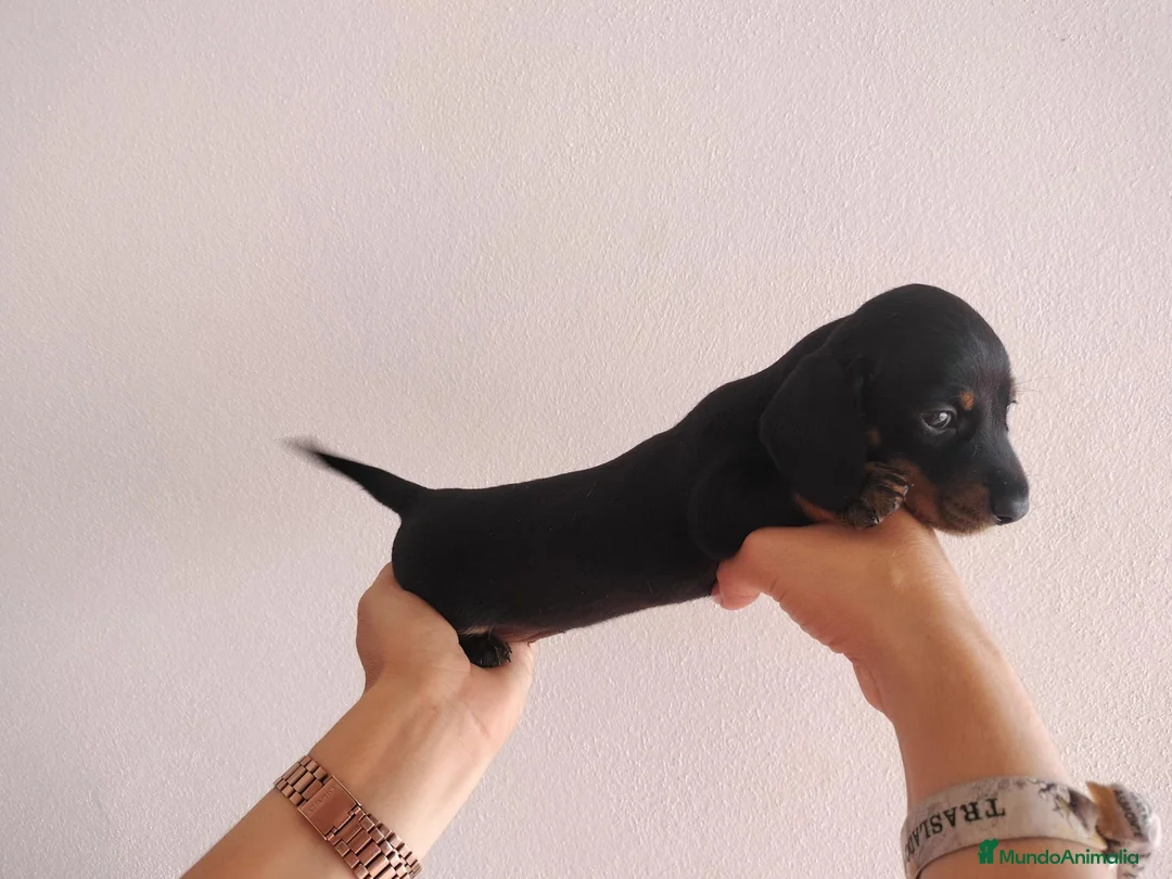 Teckel Miniatura perros en venta: Teckels Miniaturas de calidad - Anuncio 2