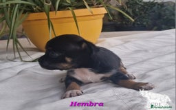 Chihuahua perros en venta: Chihuahuas toy negro/tricolor - Imagen 3
