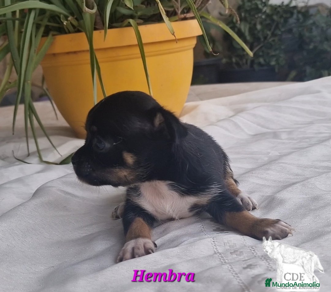 Chihuahua perros en venta: Chihuahuas toy negro/tricolor - Imagen 3