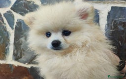 Pomerania perros en venta: POMERANIA HEMBRA OJO AZUL - Imagen 4