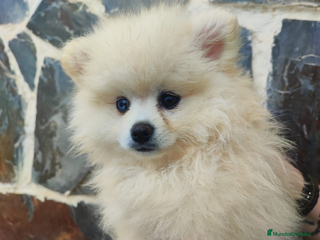 Pomerania perros en venta: POMERANIA HEMBRA OJO AZUL - Imagen 4