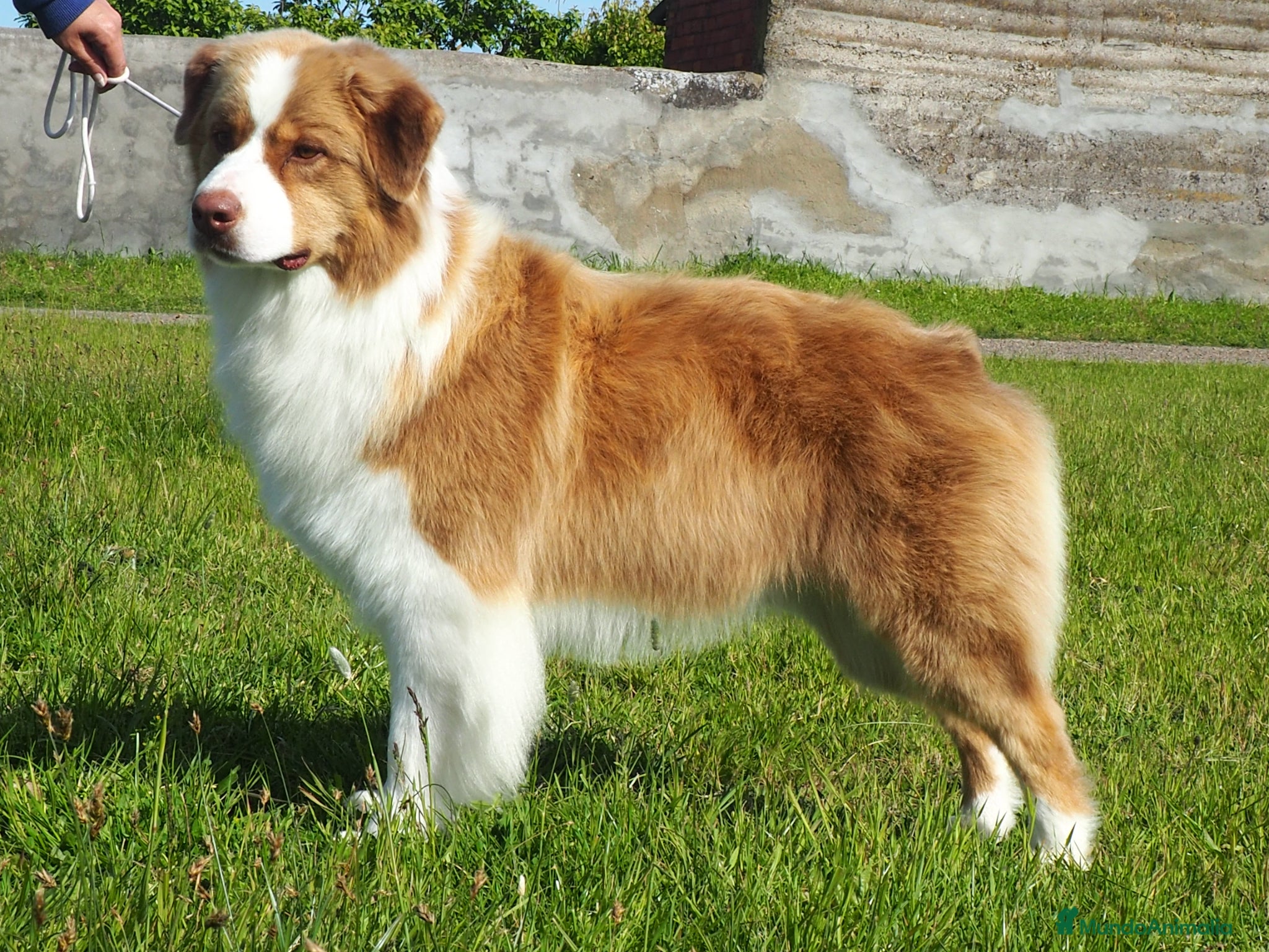Pastor Australiano perros en venta: Preciosa camada de Pastor Australiano  - Anuncio 4