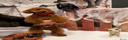 Caniche Toy perros en venta: Caniches toy chocolate - Anuncio 3