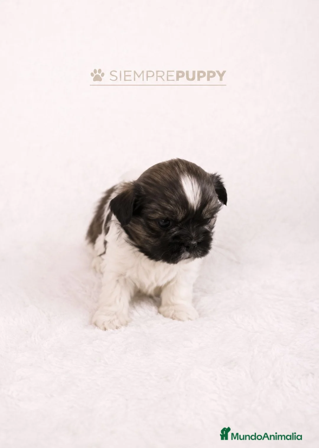 Shih Tzu perros en venta: SHIH TZU MINIATURA - Anuncio 2