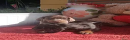 Teckel Miniatura perros en venta: Teckel mini/kanichen - Anuncio 1