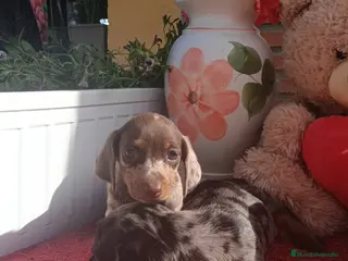 Teckel Miniatura perros Teckel mini/kanichen - Anuncio 15