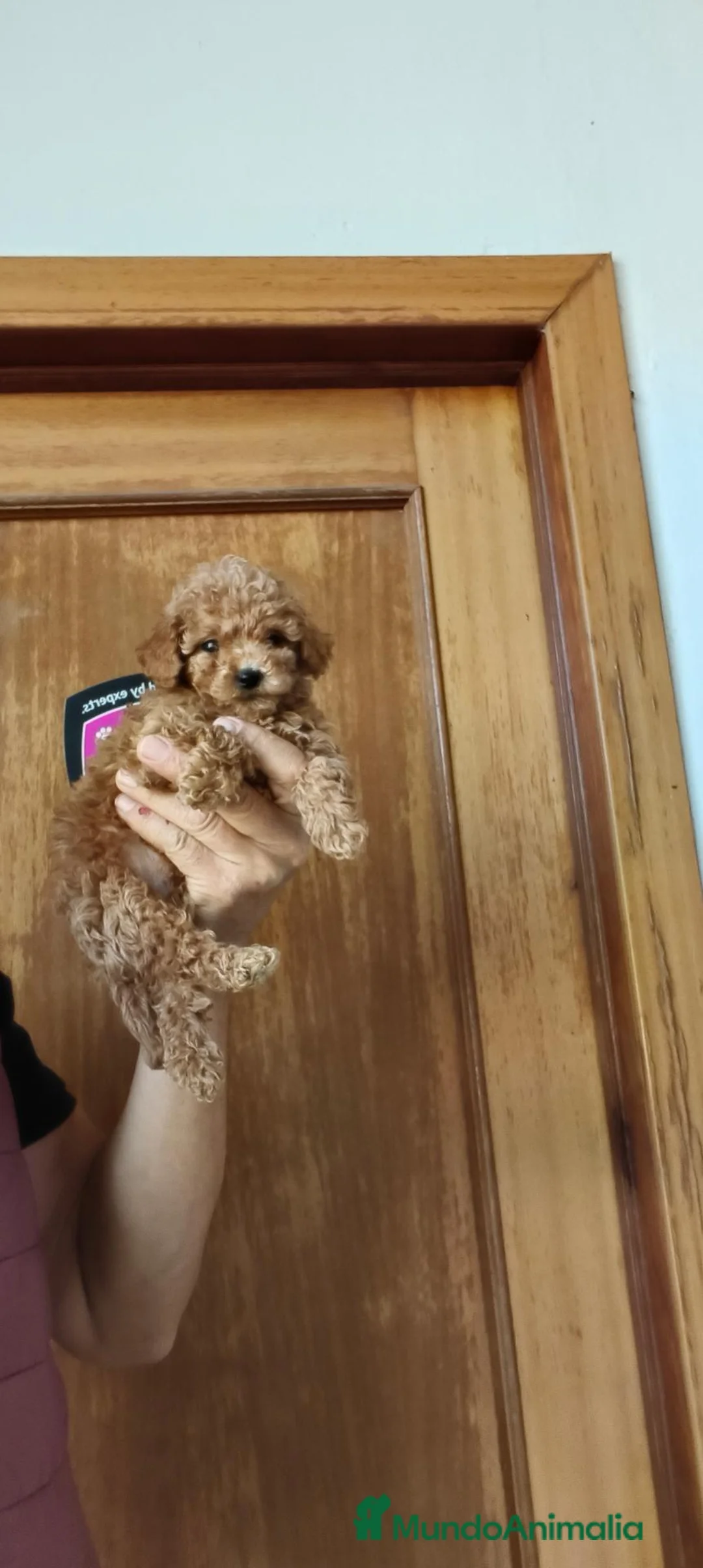 Raza Mixta perros en venta: Caniche  - Anuncio 3