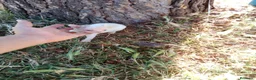 Chihuahua perros en venta: Chihuhua macho  - Anuncio 8