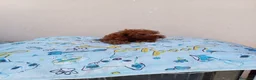 Caniche Toy perros en venta: Caniche toy  - Anuncio 6