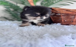 Pomerania perros en venta: POMERANIA HEMBRA - Imagen 4