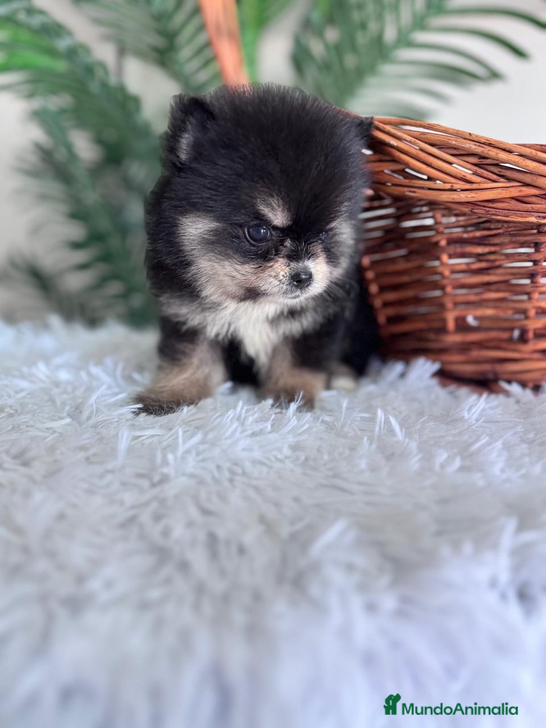 Pomerania perros en venta: POMERANIA HEMBRA - Imagen 4