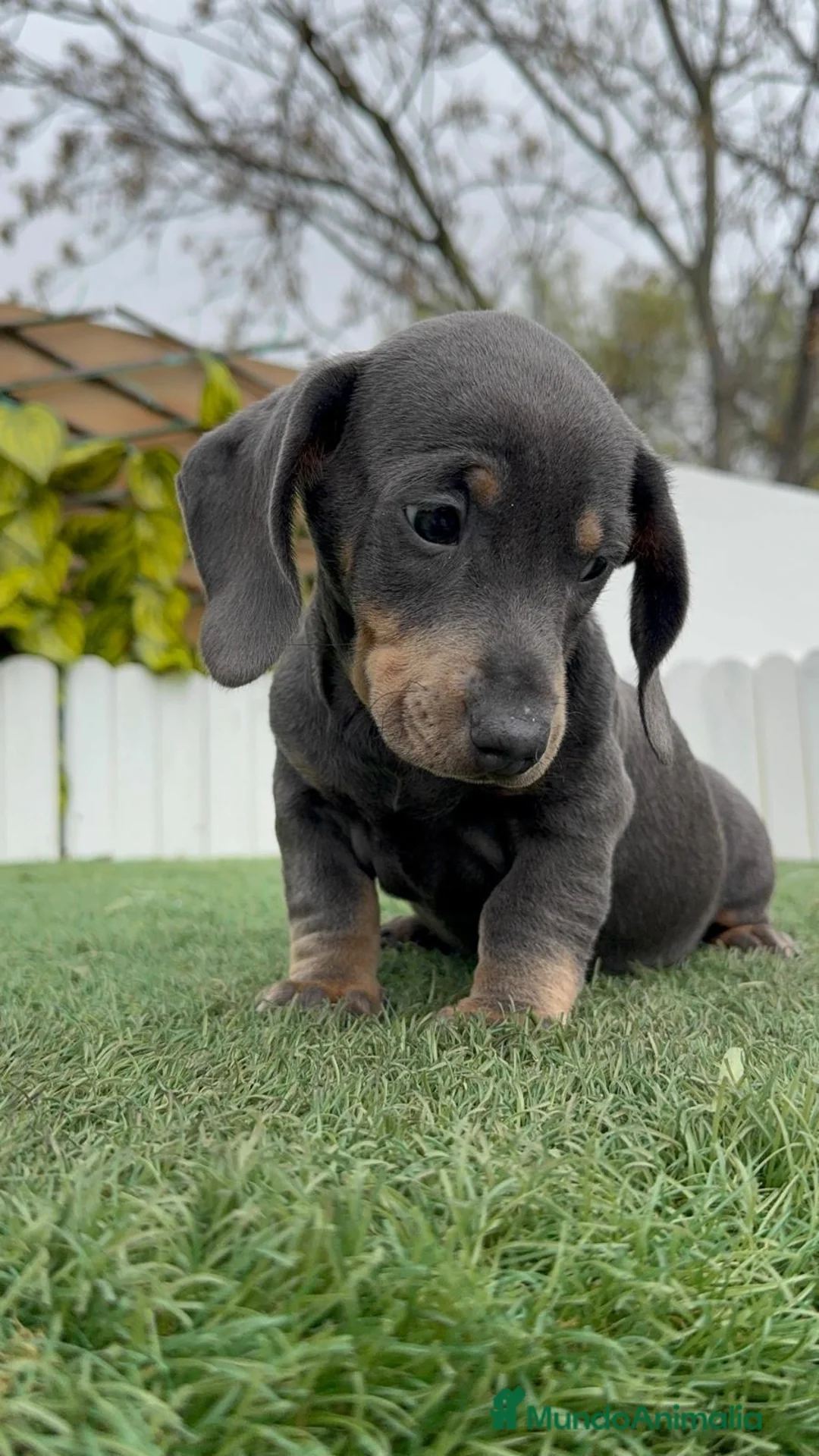 Teckel Miniatura perros en venta: TECKEL MINIATURA BLUE - Anuncio 11