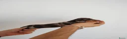 Teckel Miniatura perros en venta: Teckels Miniaturas de calidad - Anuncio 19