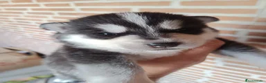 Husky Siberiano Cachorro 6