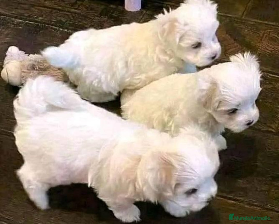 Bichón Maltés perros en venta: Bichón maltes - Anuncio 2