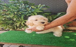 Maltipoo perros en venta: Maltipoo - Imagen 5