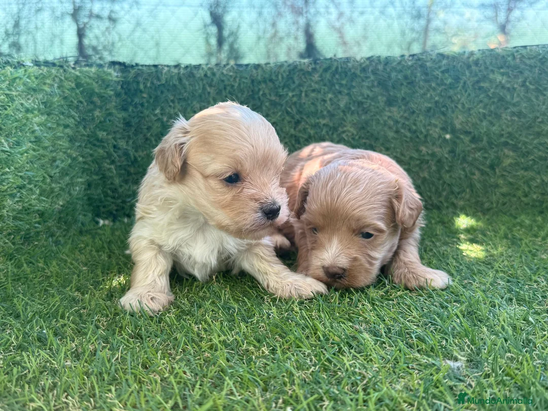 Maltipoo perros en venta: MALTIPOO - Anuncio 1