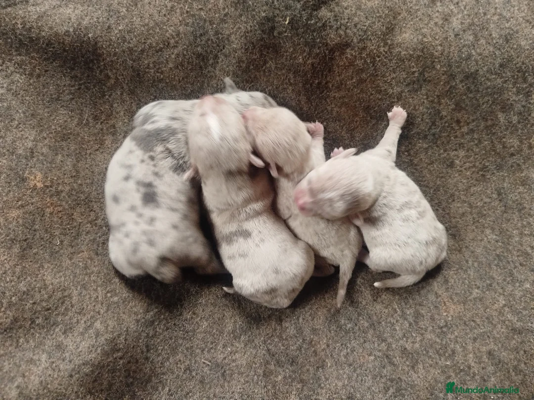 Chihuahua perros en venta: Preciosa camada de chihuahuas  - Anuncio 2