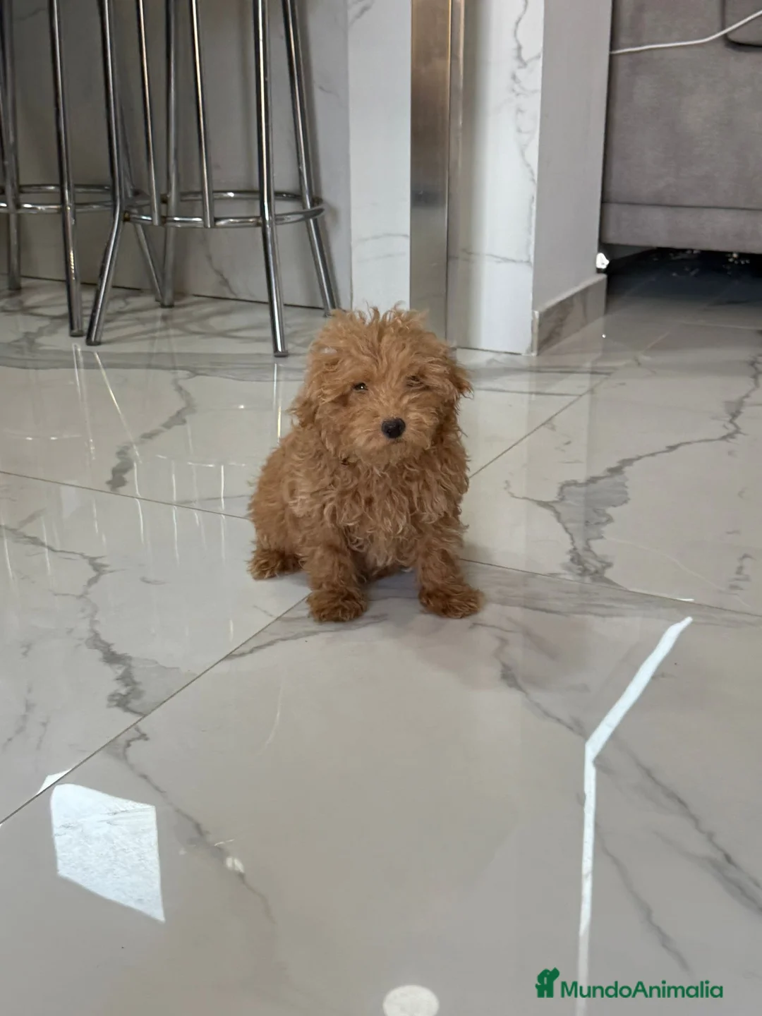 Caniche Toy perros en venta: Caniche toy leonado - Anuncio 2