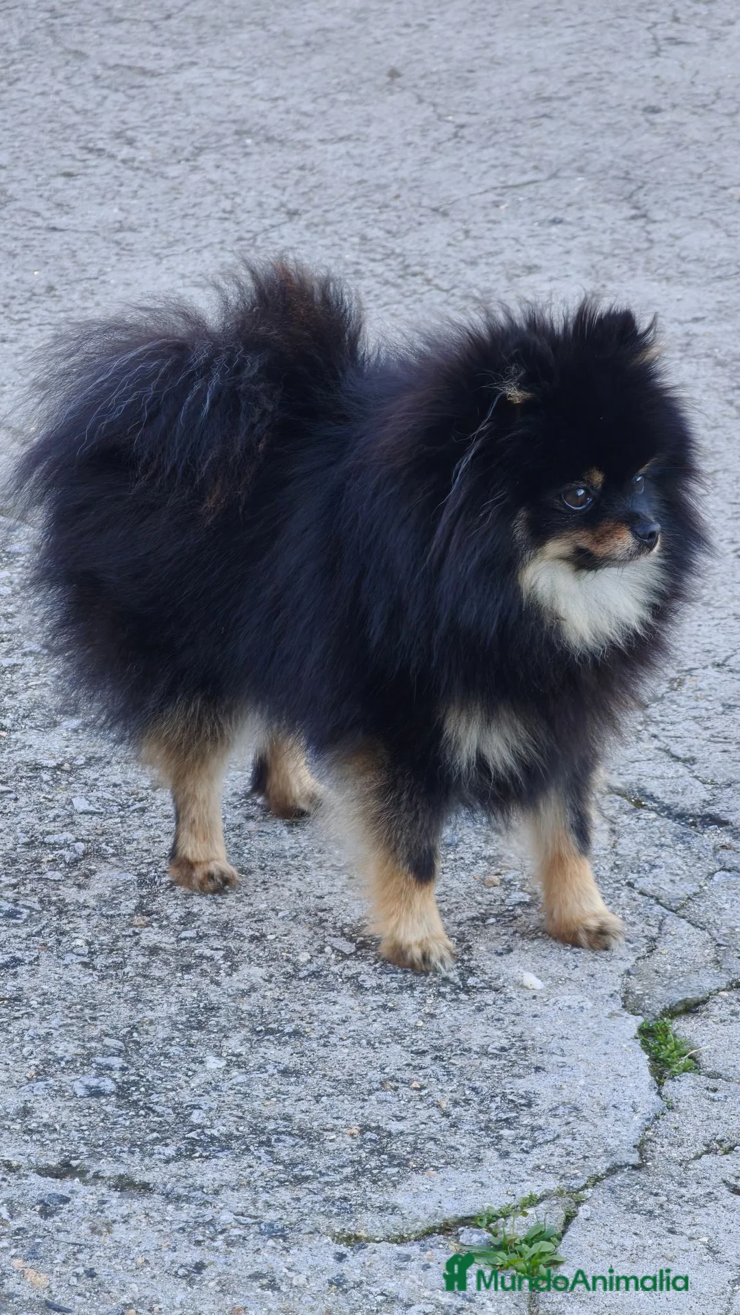 Pomerania perros en venta: Pomerania toy tricolor  - Anuncio 2