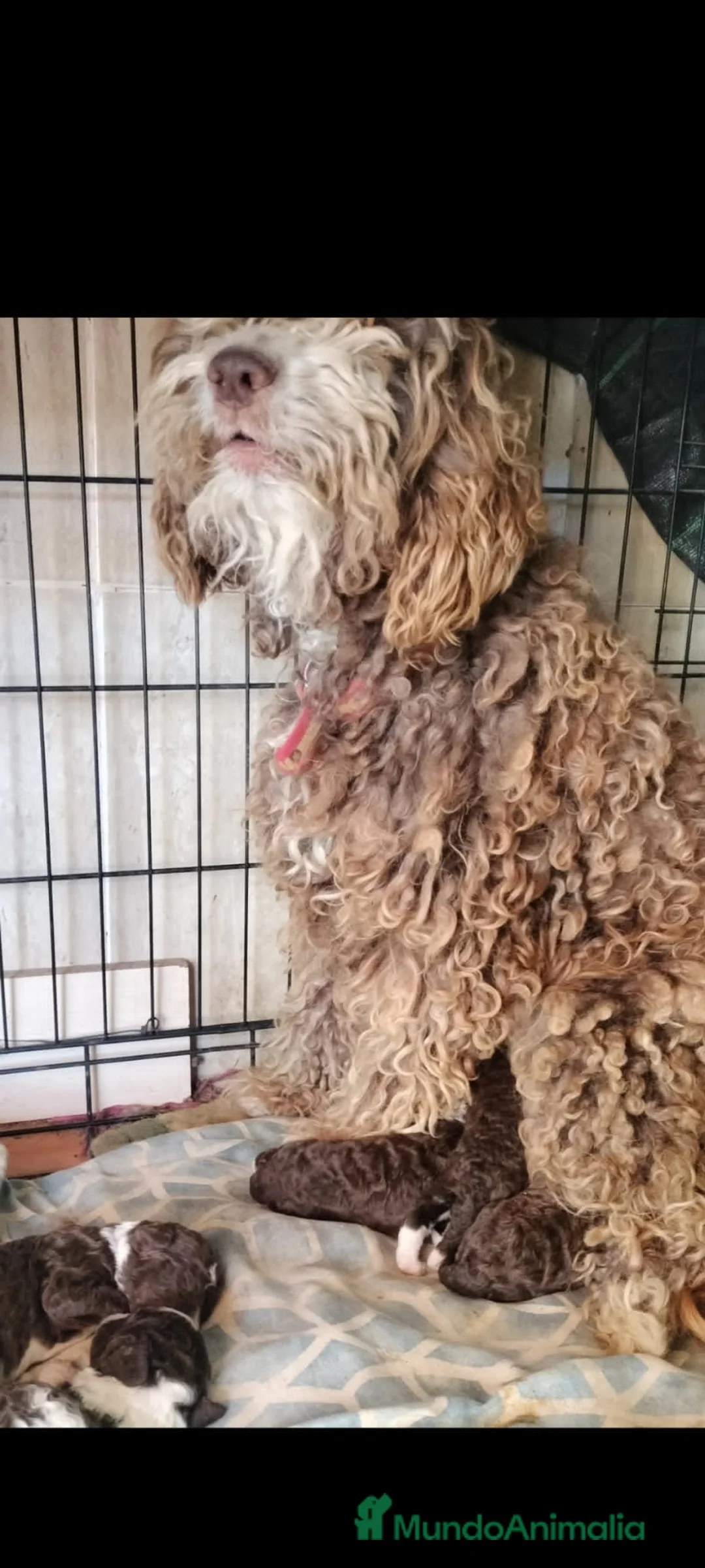 Perro de Agua Español perros en venta: PRECIOSOS BICOLOR en Álava - Anuncio 9