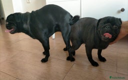 Carlino - Pug perros en venta: Macho de Carlino  - Imagen 5