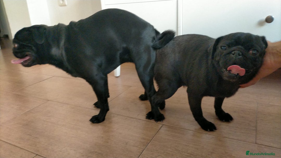 Carlino - Pug perros en venta: Macho de Carlino  - Imagen 5