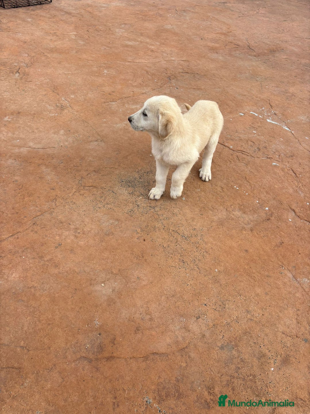 Labrador Retriever perros en venta: Labrador retriever último macho  - Anuncio 6
