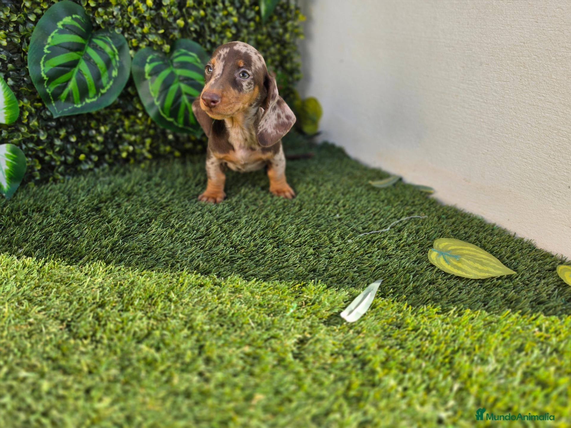 Teckel Miniatura perros en venta: TECKEL KANNINCHEN ARLEQUIN - Anuncio 1
