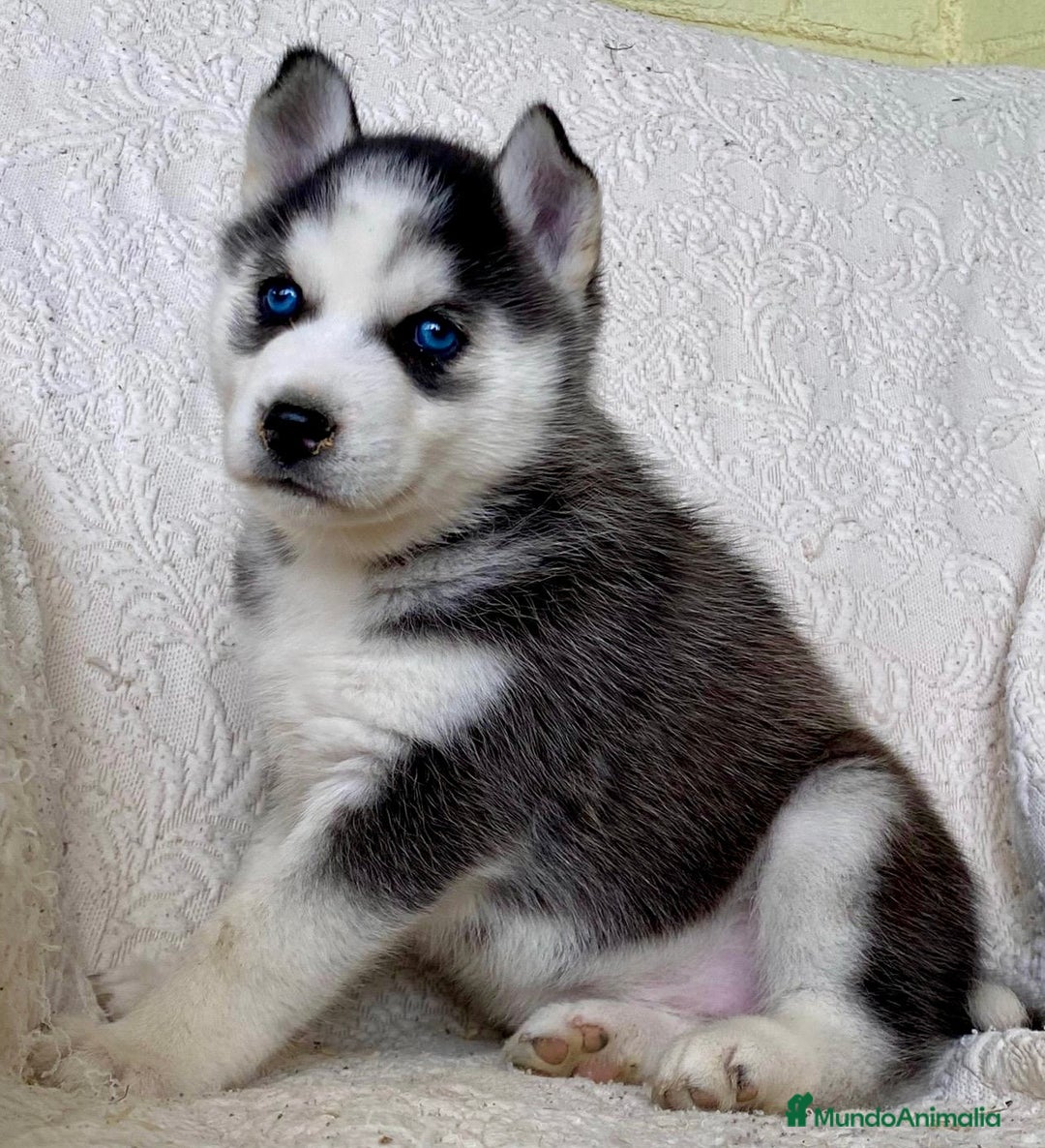 Husky Siberiano perros en venta: Husky Siberiano  - Anuncio 3