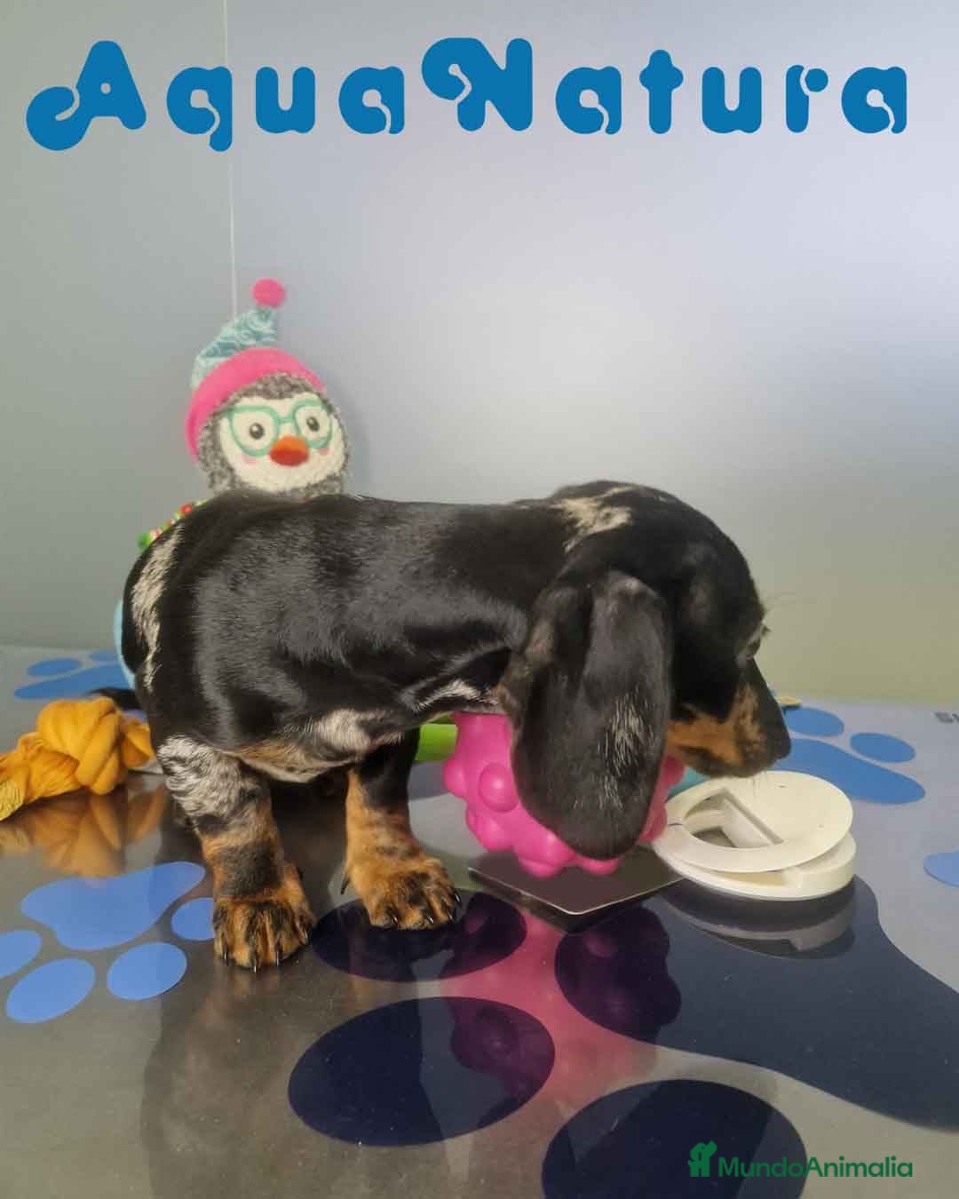 Teckel Miniatura perros en venta: Teckel Macho de Tiana y Tilo 4490 AQUANATURA - Anuncio 8