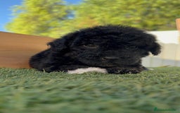 Perro de Agua Español perros en venta: PERRO DE AGUA HEMBRA - Imagen 12