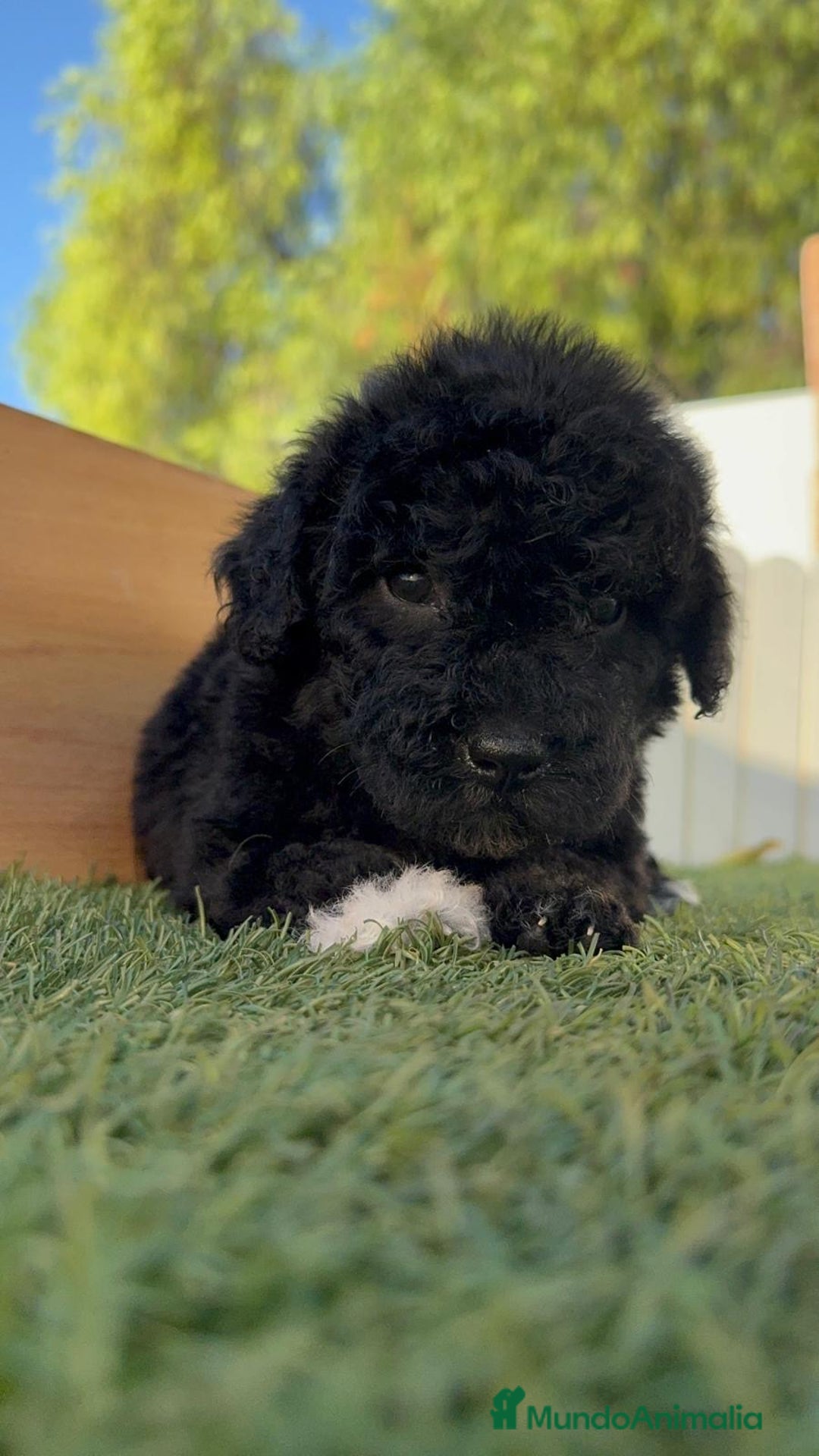 Perro de Agua Español perros en venta: PERRO DE AGUA HEMBRA - Imagen 12