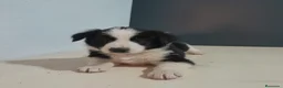 Border Collie perros en venta: BORDER COLLIE - Anuncio 39