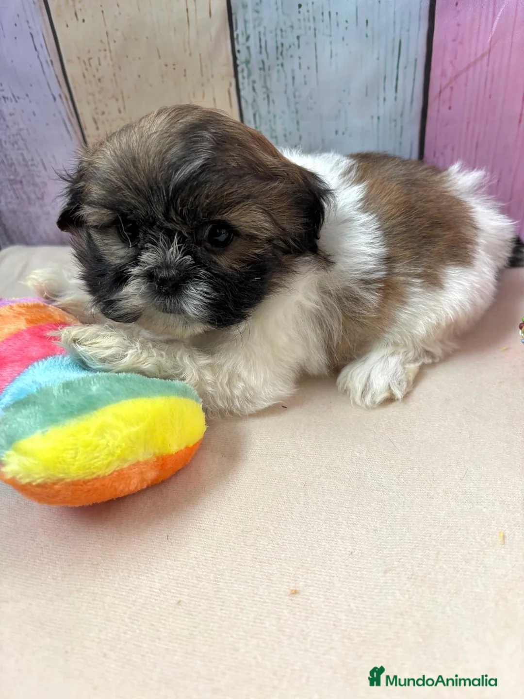 Shih Tzu perros en venta: Shih tzu hembras disponibles  - Anuncio 2