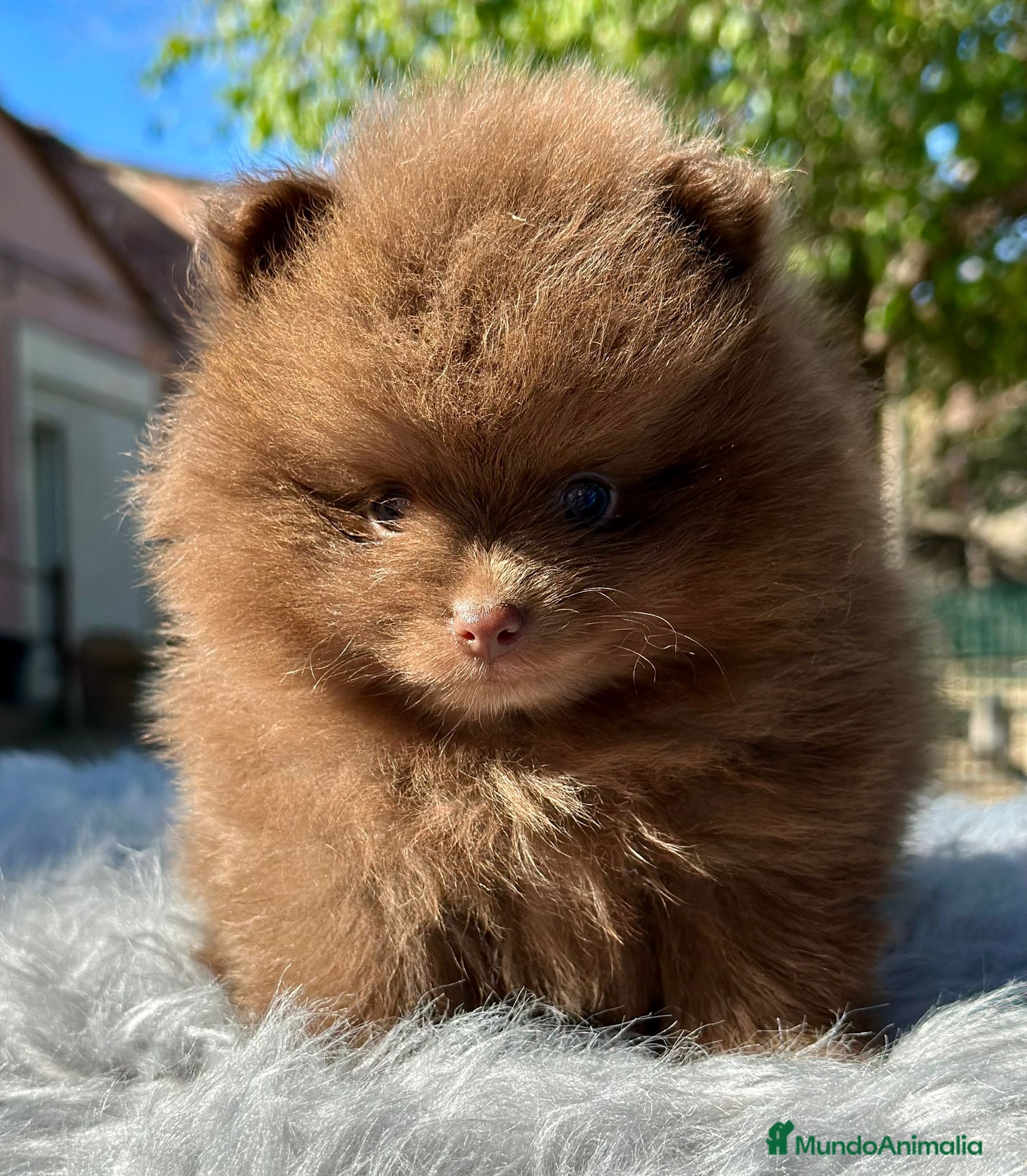 Pomerania perros Pomerania chocolate cara oso  - Anuncio 10