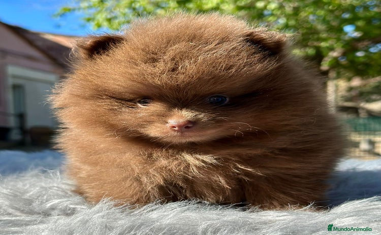 Pomerania perros - Anuncio 7