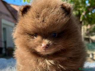 Pomerania perros - Anuncio 3