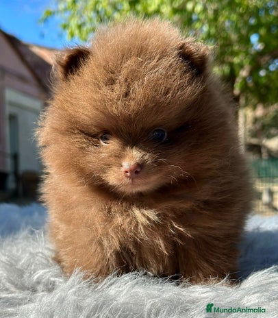 Pomerania perros - Anuncio 1