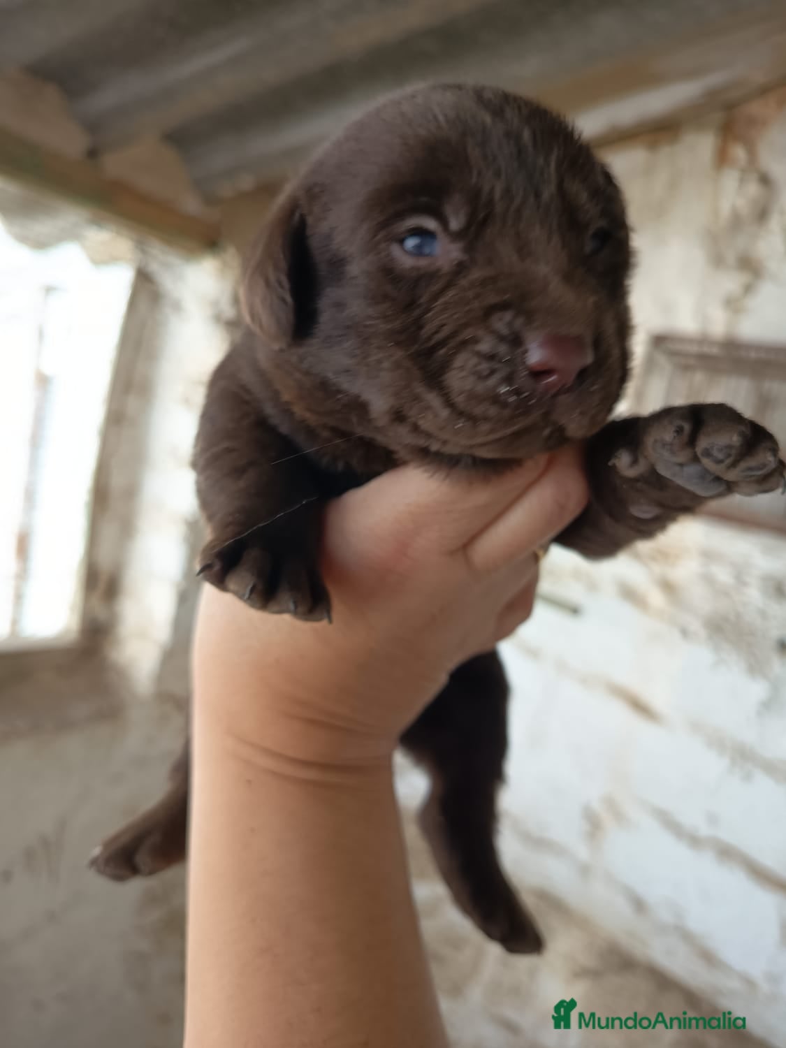 Labrador Retriever perros Espectacular labrador retriever chocolate  - Anuncio 39