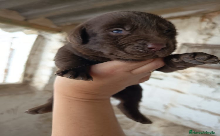 Labrador Retriever perros - Anuncio 2