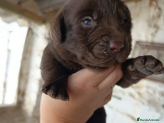 Labrador Retriever perros - Anuncio 3