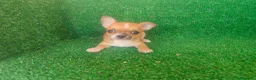 Chihuahua perros en venta: Chihuahua  - Anuncio 5