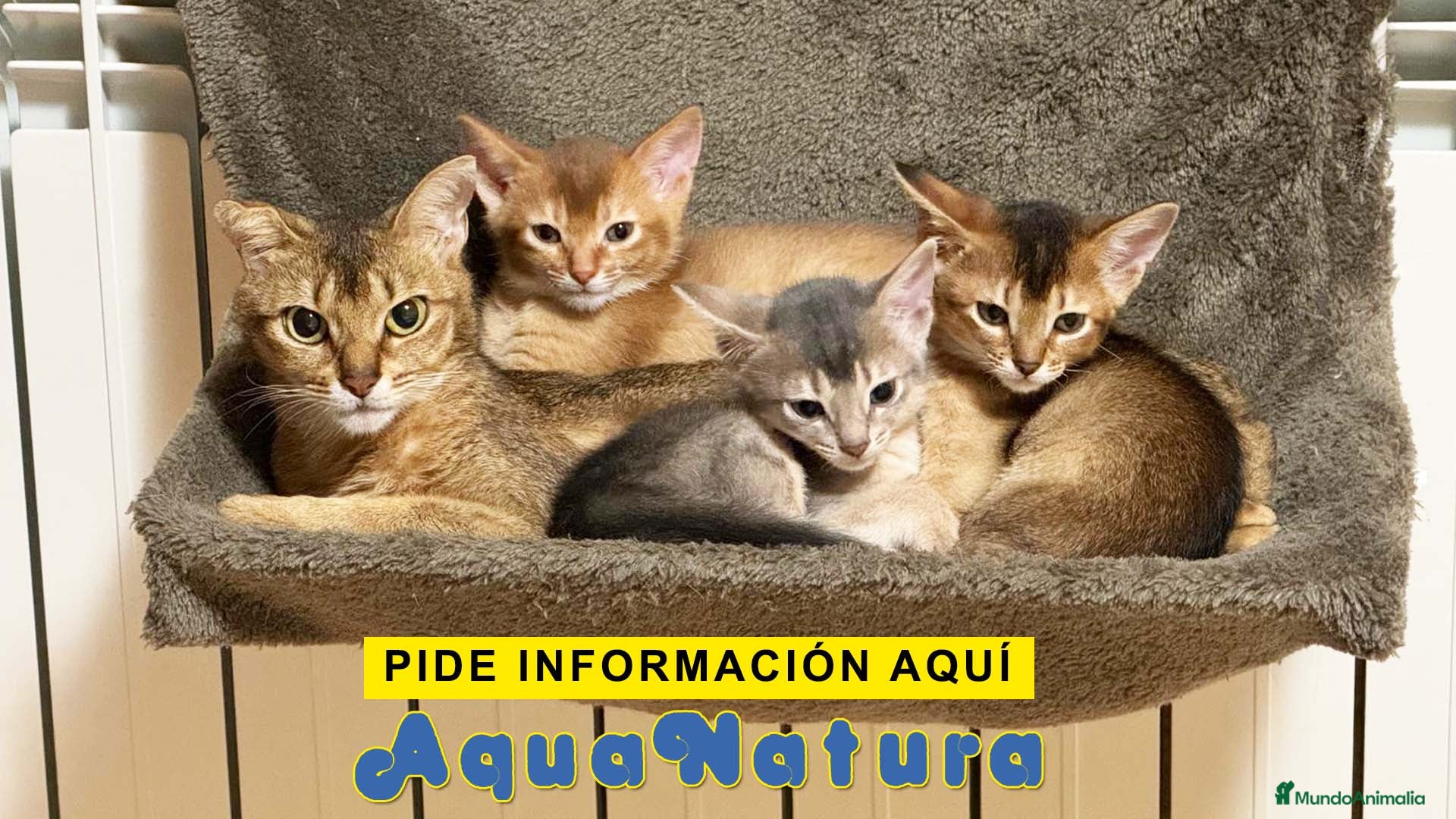 Abisinio gatos Camada de gatitos ABISINIO disponible - AQUANATURA en Barcelona - Anuncio 26